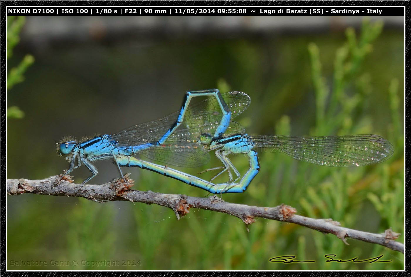 Coenagrion scitulum, accoppiamento da Baratz (SS)